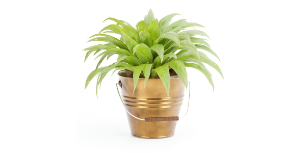 outdoor natural plants collection vol 65-Blender