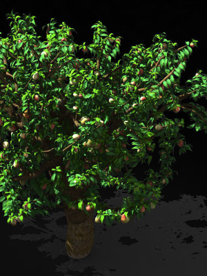 outdoor-nature-travel-peach-blossom-14-3d-model-max