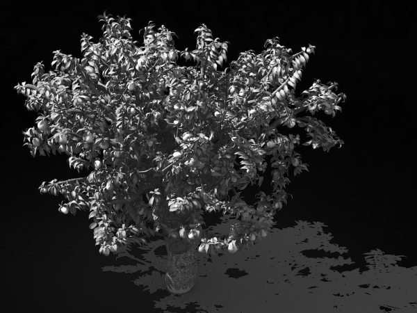 Outdoor-Nature-Travel-Peach Blossom 14