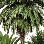 Outdoor Plant set5