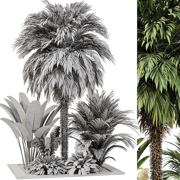 Outdoor Plant set5
