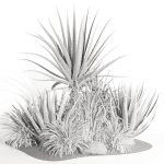 outdoor plant003 Aloevera Agave MacDougalii bush collection