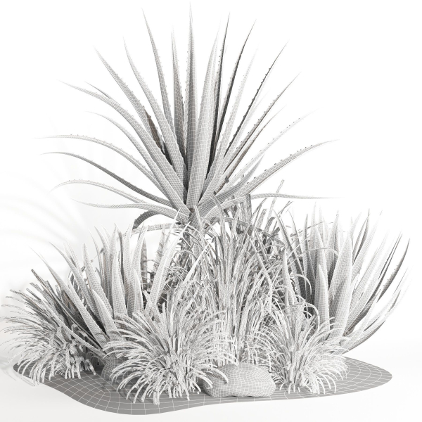 outdoor plant003 Aloevera Agave MacDougalii bush collection