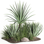 outdoor plant003 Aloevera Agave MacDougalii bush collection