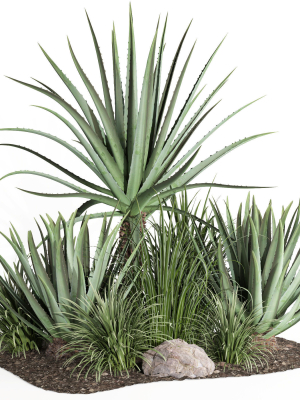 outdoor plant003 Aloevera Agave MacDougalii bush collection