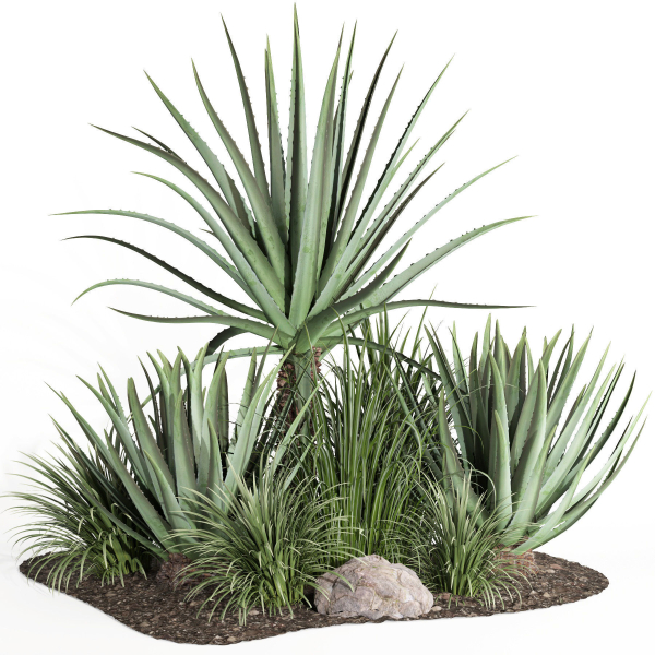 outdoor plant003 Aloevera Agave MacDougalii bush collection