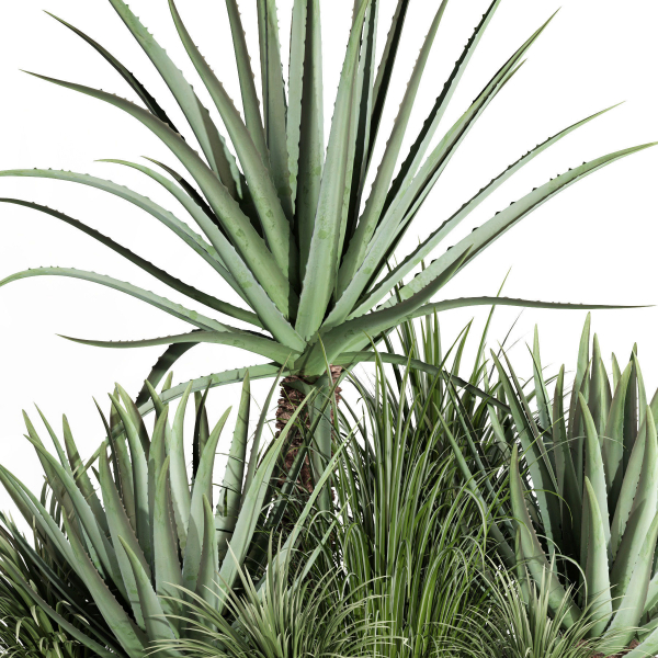 outdoor plant003 Aloevera Agave MacDougalii bush collection