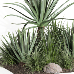 outdoor plant003 Aloevera Agave MacDougalii bush collection