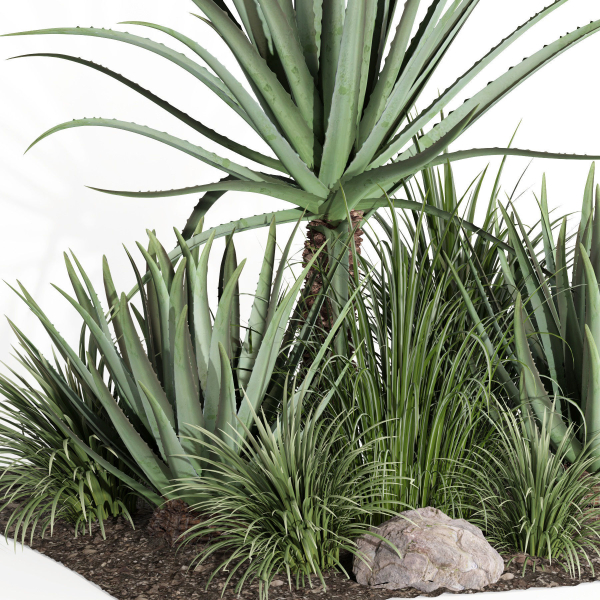 outdoor plant003 Aloevera Agave MacDougalii bush collection