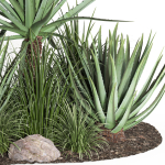 outdoor plant003 Aloevera Agave MacDougalii bush collection