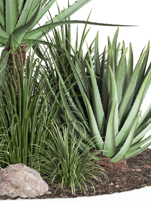 outdoor-plant003-aloevera-agave-macdougalii-bush-collection-3d-model-a895c4c90f
