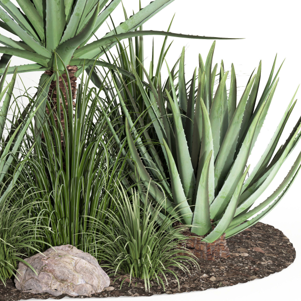 outdoor plant003 Aloevera Agave MacDougalii bush collection