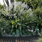 Outdoor Plants 2