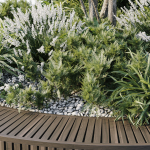 Outdoor Plants 2