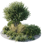 Outdoor Plants 3