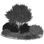Outdoor Plants 3
