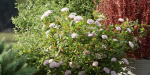 Outdoor plants collection vol 200-Blender