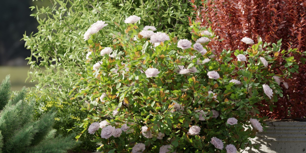 Outdoor plants collection vol 200-Blender