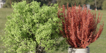 Outdoor plants collection vol 200-Blender