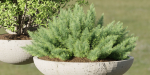 Outdoor plants collection vol 200-Blender
