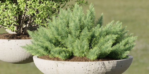 Outdoor plants collection vol 200-Blender