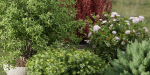 Outdoor plants collection vol 200-Blender