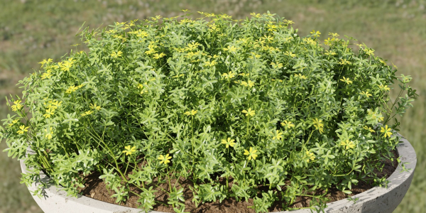 Outdoor plants collection vol 200-Blender