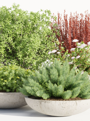 Outdoor plants collection vol 200-Blender