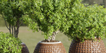 Outdoor plants collection vol 203-Blender