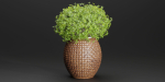 Outdoor plants collection vol 203-Blender