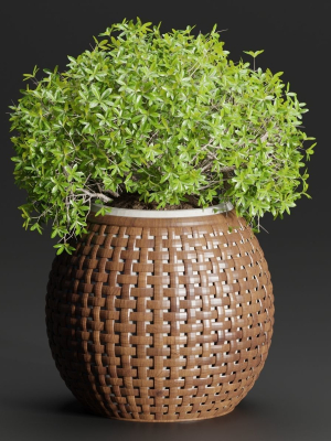 outdoor-plants-collection-vol-203-blender-3d-model-7fe47990f7