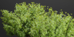 Outdoor plants collection vol 203-Blender
