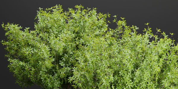 Outdoor plants collection vol 203-Blender