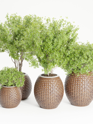 Outdoor plants collection vol 203-Blender