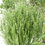 Outdoor Plants collection vol 236