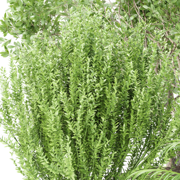 Outdoor Plants collection vol 236