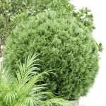 Outdoor Plants collection vol 236
