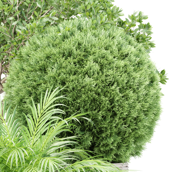 Outdoor Plants collection vol 236
