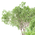 Outdoor Plants collection vol 236