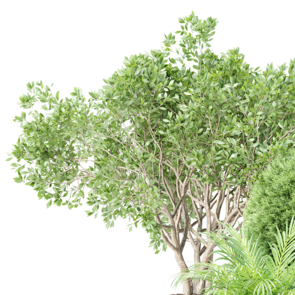 Outdoor Plants collection vol 236
