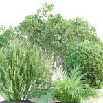 Outdoor Plants collection vol 236