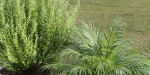 Outdoor Plants collection vol 236-Blender