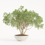 Outdoor Plants collection vol 236-Blender