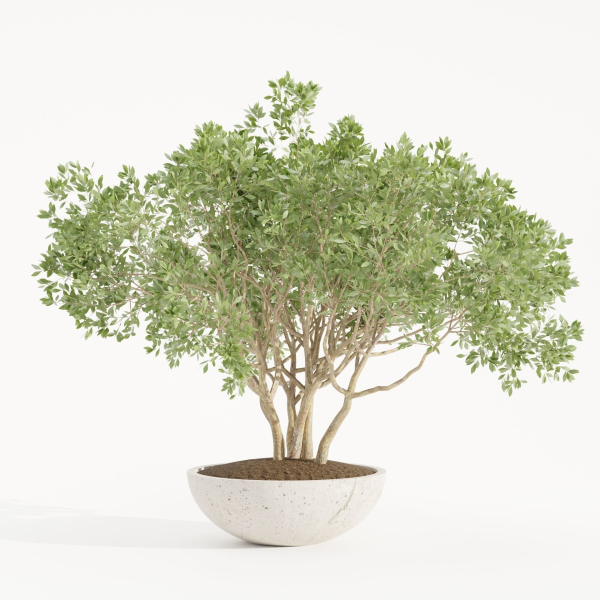 Outdoor Plants collection vol 236-Blender