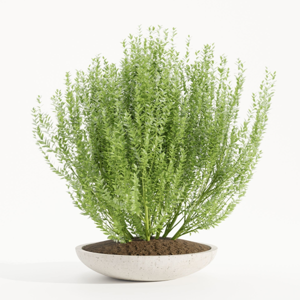 Outdoor Plants collection vol 236-Blender