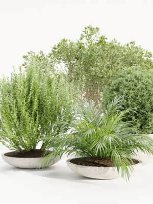 Outdoor Plants collection vol 236-Blender