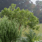 Outdoor Plants collection vol 236-Blender