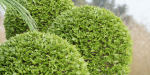 outdoor plants collection vol 24-Blender