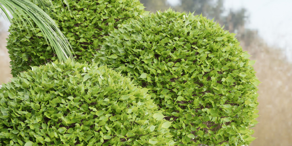outdoor plants collection vol 24-Blender