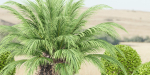 outdoor plants collection vol 24-Blender